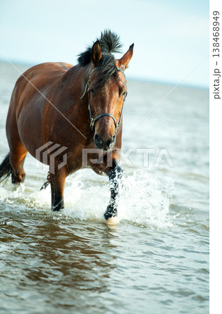 portrait of bay horse swimming in gulf at cloudy evening. close up portrait of bay horse swimming in gulf at cloudy evening. close up 138468949