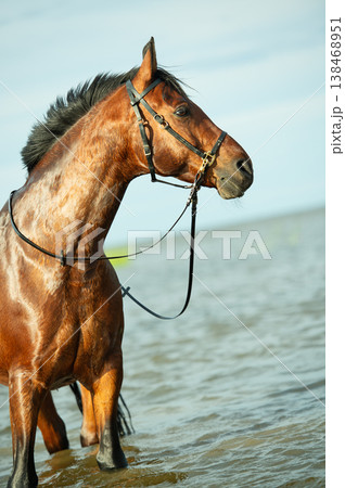 portrait of bay horse  posing on gulf at sunny evening. close up 138468951