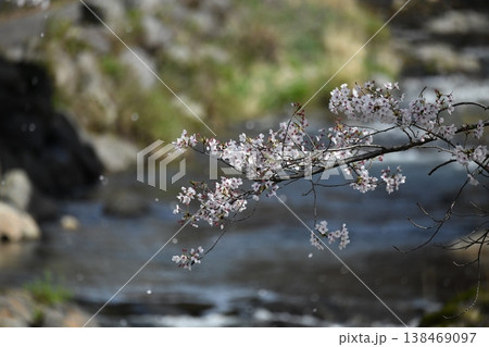 桜舞い散る春 138469097