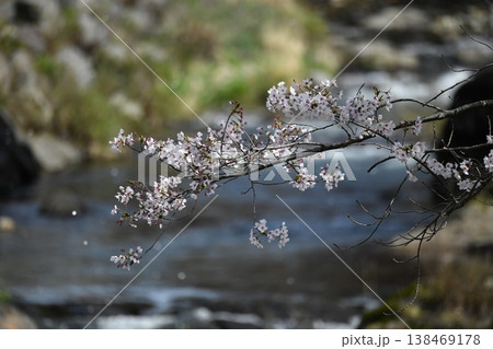 川の流れに咲く桜 川の流れに咲く桜 138469178
