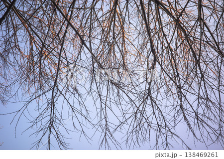 Bare tree branches against sky background Bare tree branches against sky background 138469261