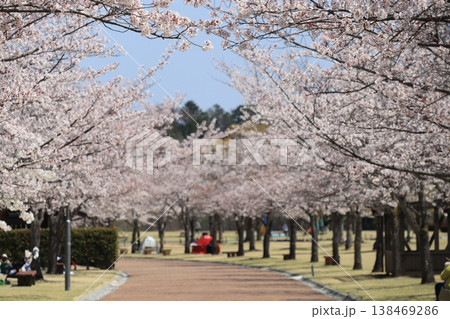 桜並木が続く郊外 桜並木が続く郊外 138469286