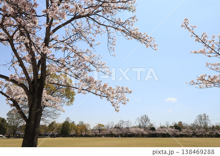 桜のある風景 138469288