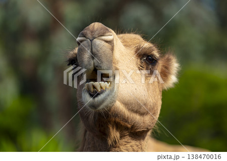 Photograph of a close-up view of the head of a large Camel Photograph of a close-up view of the head of a large Camel 138470016