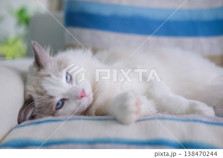 9 months old male ragdoll kitten lying on the couch, domestic cat 9 months old male ragdoll kitten lying on the couch, domestic cat 138470244