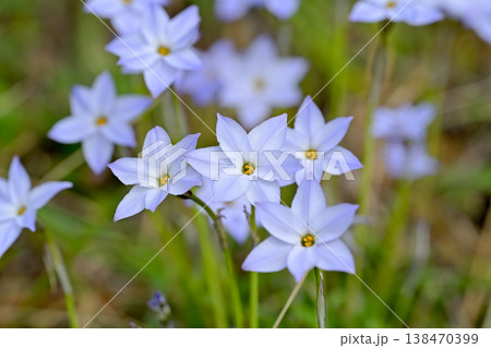 ハナニラ 138470399