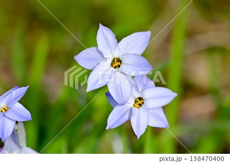 ハナニラ 138470400