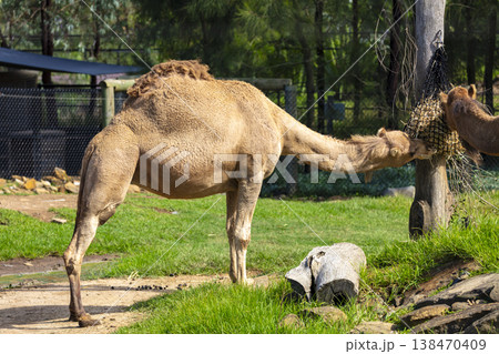 Photograph of a Camel standing in a grassy field Photograph of a Camel standing in a grassy field 138470409