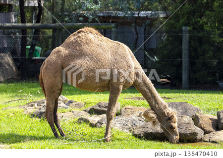 Photograph of a Camel standing in a grassy field Photograph of a Camel standing in a grassy field 138470410