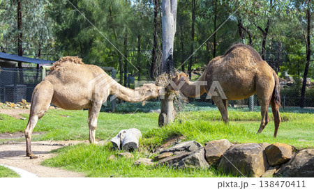 Photograph of a Camel standing in a grassy field Photograph of a Camel standing in a grassy field 138470411