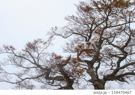 Autumn Beech Trees in Taipingshan National Forest, Taiwan Autumn Beech Trees in Taipingshan National Forest, Taiwan 138470467