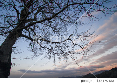 Bare Tree Silhouette at Sunset in New Taipei City 138470488