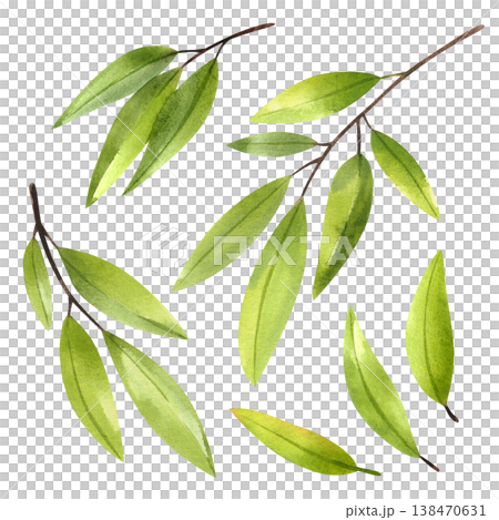 Set of green olive branches, isolated watercolor illustration. Hand drawn Mediterranean plants in a simple style for a food festival design. Botanical drawing of lush foliage. Set of green olive branches, isolated watercolor illustration. Hand drawn Mediterranean plants in a simple style for a food festival design. Botanical drawing of lush foliage. 138470631
