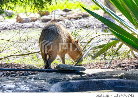 Photograph of a Capybara in the outdoors on a sunny day Photograph of a Capybara in the outdoors on a sunny day 138470742