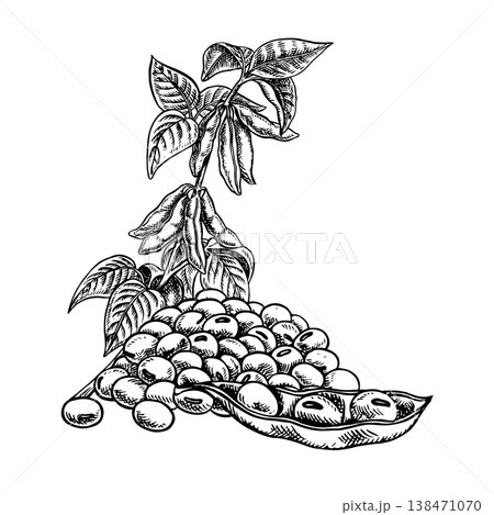 Soy stalk with pods and leaves and a handful of soybeans. Black and white vector graphic illustration. Perfect for creating product labels, posters, banners, menus, and more. Soy stalk with pods and leaves and a handful of soybeans. Black and white vector graphic illustration. Perfect for creating product labels, posters, banners, menus, and more. 138471070
