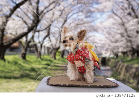 桜と着物を着た入ったヨークシャテリア 桜と着物を着た入ったヨークシャテリア 138471128