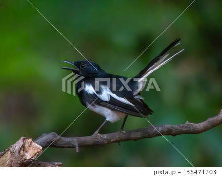 Shama dayal, Oriental Magpie-robin bird, Copsychus saularis, singing, Phuket, Thailand 138471203