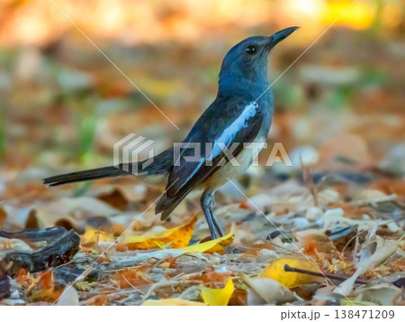 Shama dayal, Oriental Magpie-robin bird, Copsychus saularis, walking, Phuket, Thailand 138471209