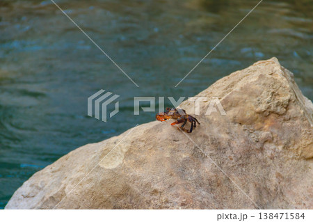 Freshwater river crab (Potamon ibericum) on stone near a mountain river 138471584