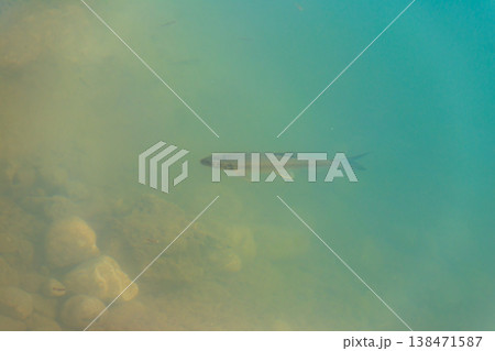 Trout swim in water of a lake Trout swim in water of a lake 138471587
