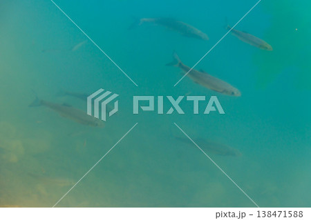 Trout swim in water of a lake 138471588