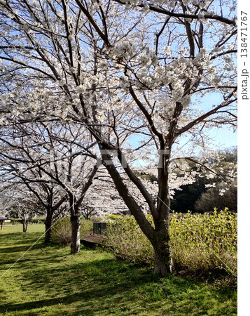桜のある風景 138471767