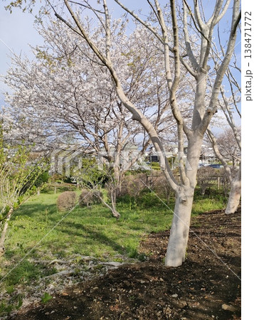 桜のある風景 桜のある風景 138471772