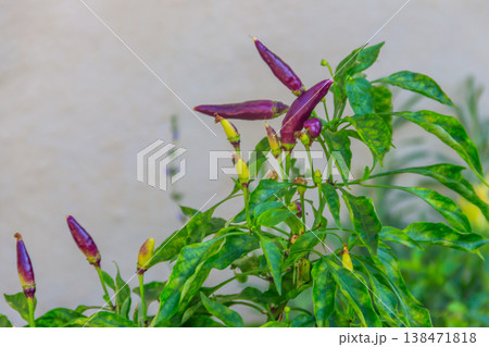Purple cayenne pepper or chilli pepper in vegetable garden Purple cayenne pepper or chilli pepper in vegetable garden 138471818