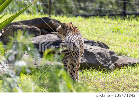 Photograph of a Cheetah in the outdoors on a sunny day 138471842