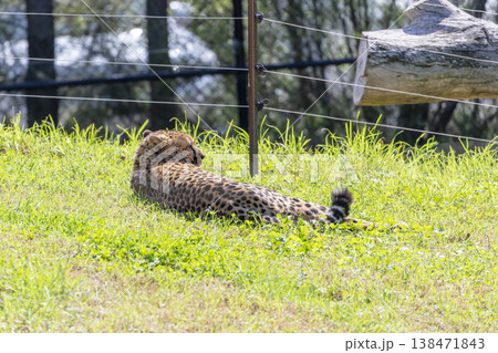 Photograph of a Cheetah in the outdoors on a sunny day Photograph of a Cheetah in the outdoors on a sunny day 138471843