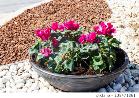 Persian cyclamen (Cyclamen persicum) flowers in a big flower pot in a garden Persian cyclamen (Cyclamen persicum) flowers in a big flower pot in a garden 138471861
