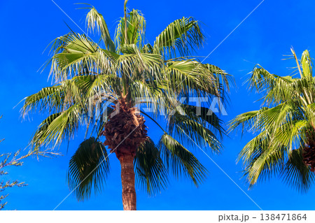 Trachycarpus fortunei (Chusan palm or windmill palm) against blue sky 138471864