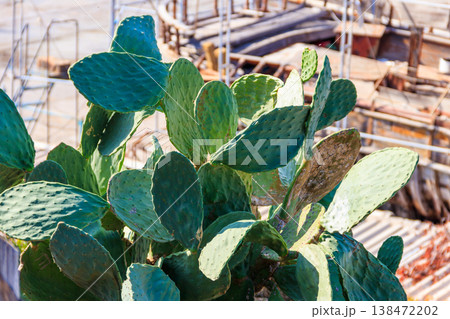 Prickly pear cactus (Opuntia ficus-indica) in a garden 138472202