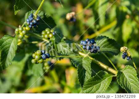 Fruits of Lantana camara (common lantana) plant 138472209