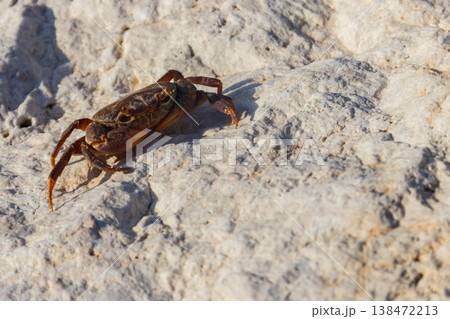 Freshwater river crab (Potamon ibericum) on stone near a mountain river Freshwater river crab (Potamon ibericum) on stone near a mountain river 138472213