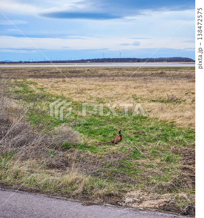 Male pheasant in a grassy field with wind turbines on the horizon under a cloudy sky. Male pheasant in a grassy field with wind turbines on the horizon under a cloudy sky. 138472575