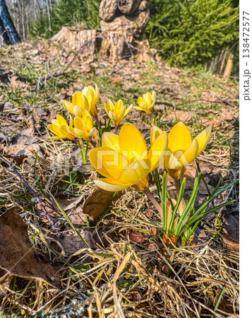 Close-up of yellow crocus flowers blooming in a sunny spring forest with a blurred background. Close-up of yellow crocus flowers blooming in a sunny spring forest with a blurred background. 138472577