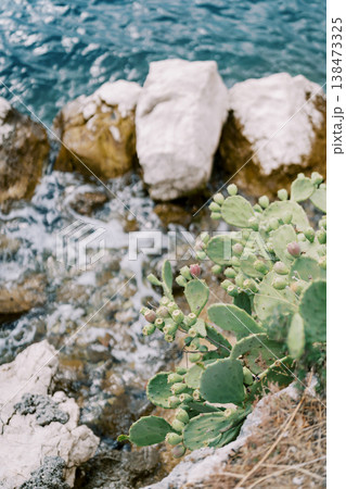 Vibrant Cactus Against Rugged Turquoise Shoreline With Foamy Waves Vibrant Cactus Against Rugged Turquoise Shoreline With Foamy Waves 138473325