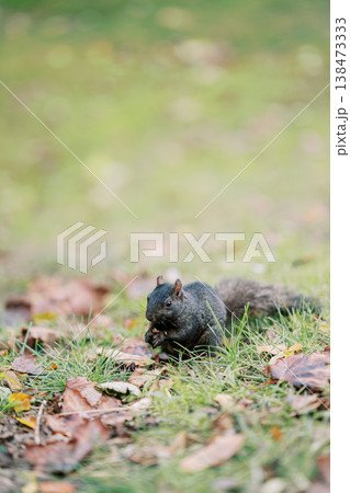 Overcast Weather Spotlights Lone Bird Exploring Damp Autumn Grass Area Overcast Weather Spotlights Lone Bird Exploring Damp Autumn Grass Area 138473333