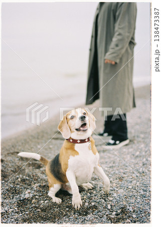 Relaxed Beagle Seated On Rocky Shore With Attentive Expression 138473387