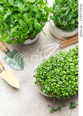 Growing fresh microgreens and sprouts with gardening tools Growing fresh microgreens and sprouts with gardening tools 138473444
