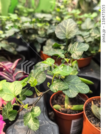 Lush green plants thriving in colorful pots at a vibrant nursery 138473555