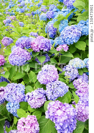 満開の紫陽花 138473901