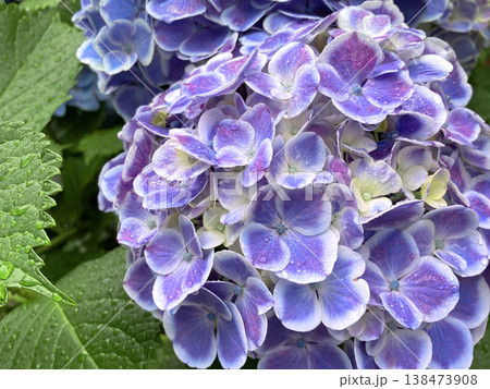 雨に打たれる紫陽花 雨に打たれる紫陽花 138473908