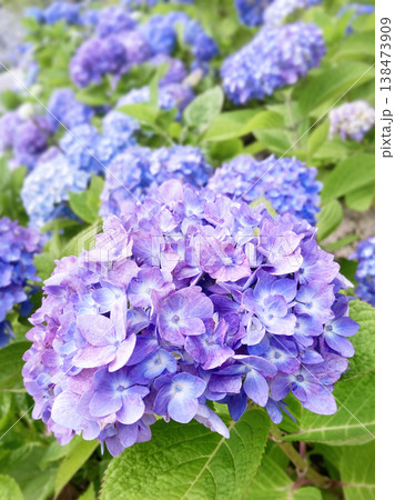 公園の紫陽花 公園の紫陽花 138473909