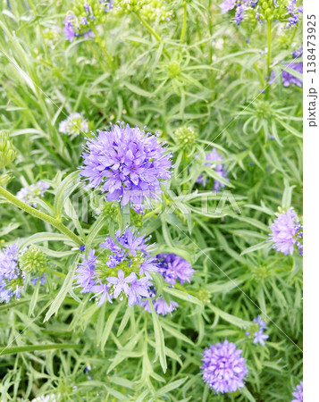 花盛りのギリア 花盛りのギリア 138473925