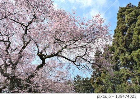 青空に映える満開の桜 青空に映える満開の桜 138474025