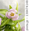 Pink Tulip Flower Close Up Spring Blossom Fresh Green Leaves 138474148