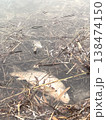 Dead Carp in Shallow Water Among Reeds Natural Ecosystem Documentation 138474150