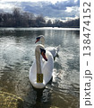 Two Tagged Mute Swans Foraging Side by Side in Sunlit Water Vertical Wildlife Synchronicity Footage 138474152